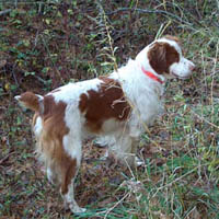 Brittany Hunter on point Brittany on point