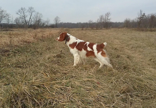 Ruffwood Brittany Rhett on point